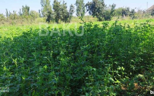 Land for Sale in Salyan