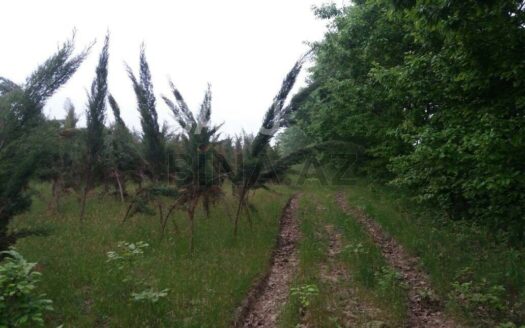 Land for Sale in Lankaran
