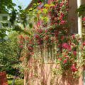 Garden for Sale in Gabala