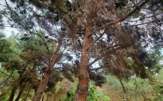 Land for Sale in Baku