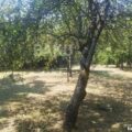 Land for Sale in Gabala