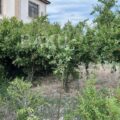 Land for Sale in Baku