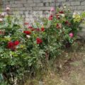 Land for Sale in Baku