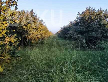 Land for Sale in Gabala