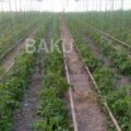 Shop for Sale in Khachmaz